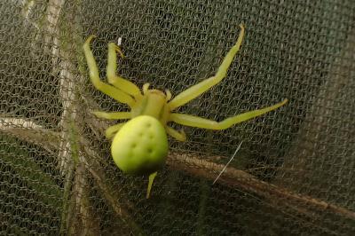 Misumena vatia