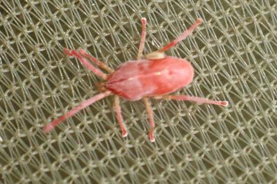 Paratrombium