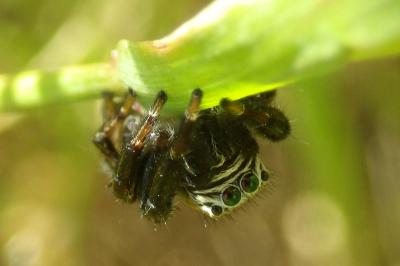 Evarcha arcuata
