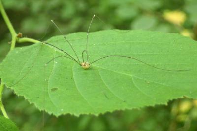 Leiobunum rotundum