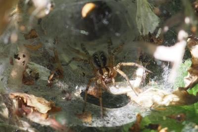 Agelena labyrinthica