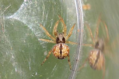 Agalenatea redii