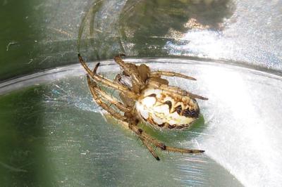 Neoscona adianta