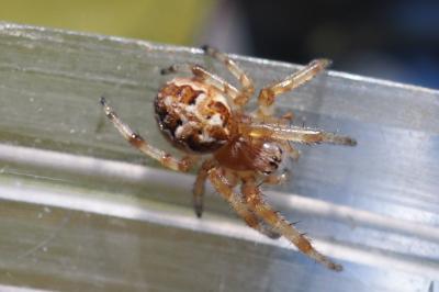 Larinioides cornutus