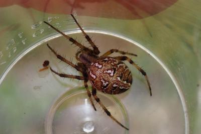 Neoscona byzanthina
