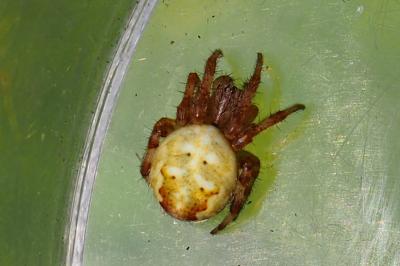 Araneus quadratus