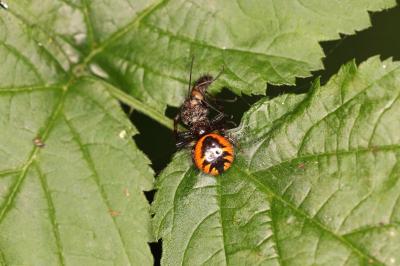 Synema globosum