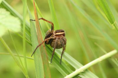 Dolomedes