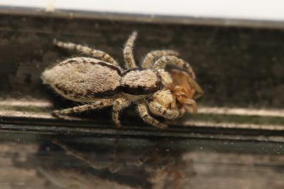 Menemerus taeniatus