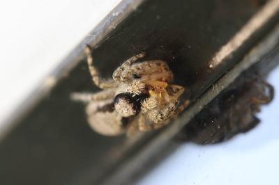 Menemerus taeniatus