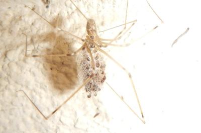 Holocnemus pluchei
