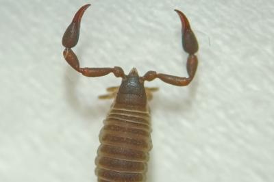 Pseudoscorpiones