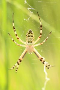 Argiope bruennichi