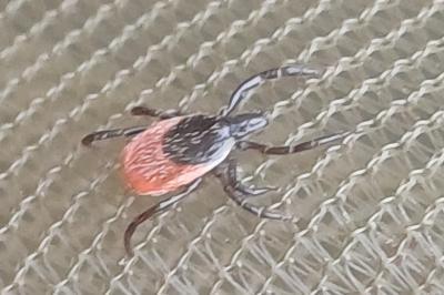 Ixodes ricinus