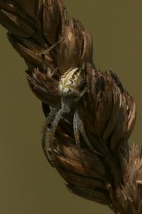 Neoscona adianta