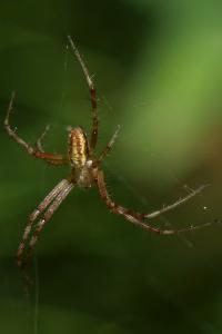 Argiope bruennichi