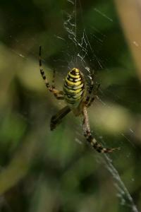 Argiope bruennichi