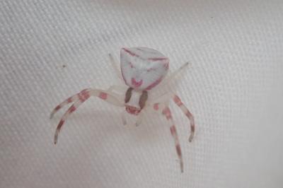 Thomisus onustus