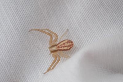 Runcinia grammica