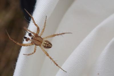 Neoscona adianta