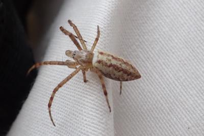 Tetragnatha