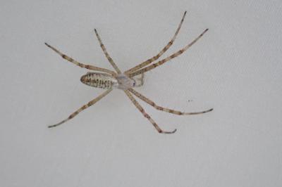 Argiope bruennichi