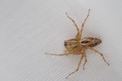 Oxyopes