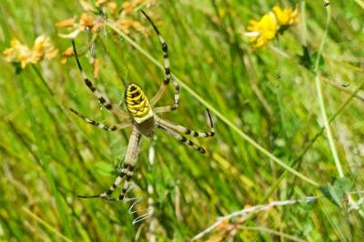 Argiope bruennichi