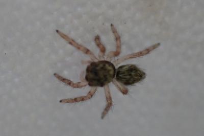 Salticidae