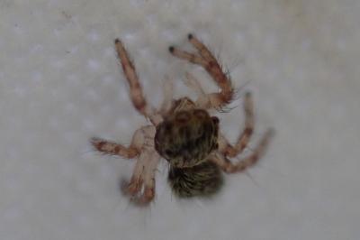 Salticidae