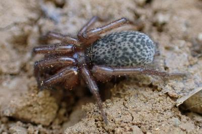 Gnaphosidae
