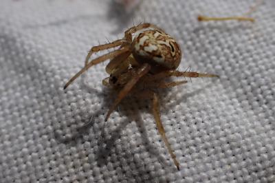 Neoscona byzanthina