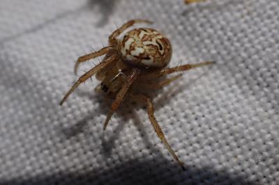 Neoscona byzanthina