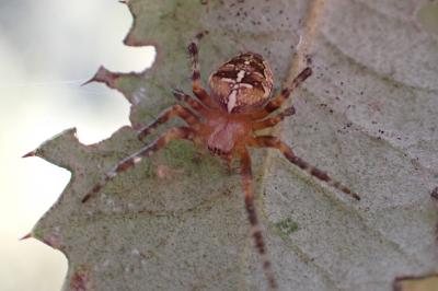 Araneus diadematus