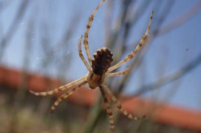 Argiope lobata