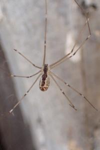 Holocnemus pluchei