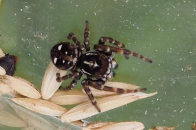 Attulus floricola