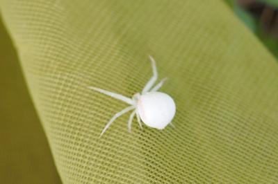 Misumena vatia