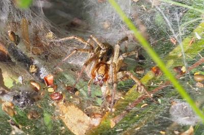 Agelena labyrinthica