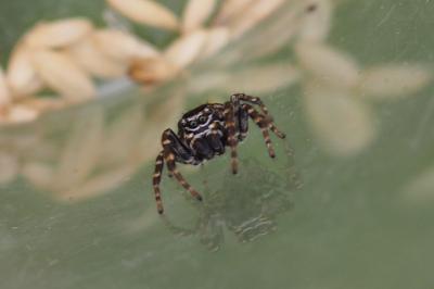 Attulus floricola