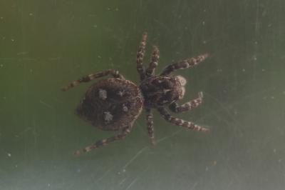 Attulus floricola
