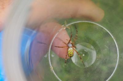 Argiope bruennichi