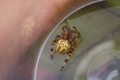 Araneus quadratus
