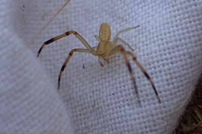 Runcinia grammica