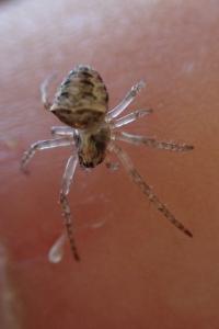 Gibbaranea bituberculata