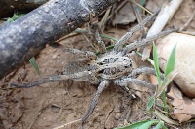 Hogna radiata