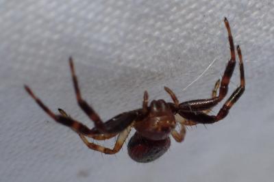 Synema globosum