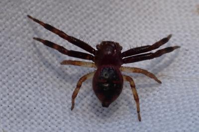 Synema globosum
