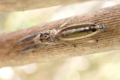 Mendoza canestrinii