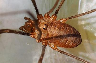 Phalangium opilio